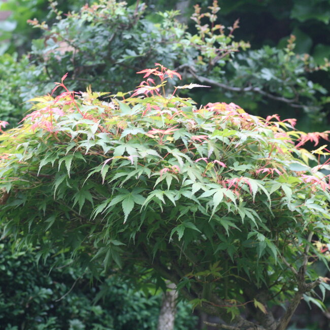 1 D. Kleurencombinaties in de tuin