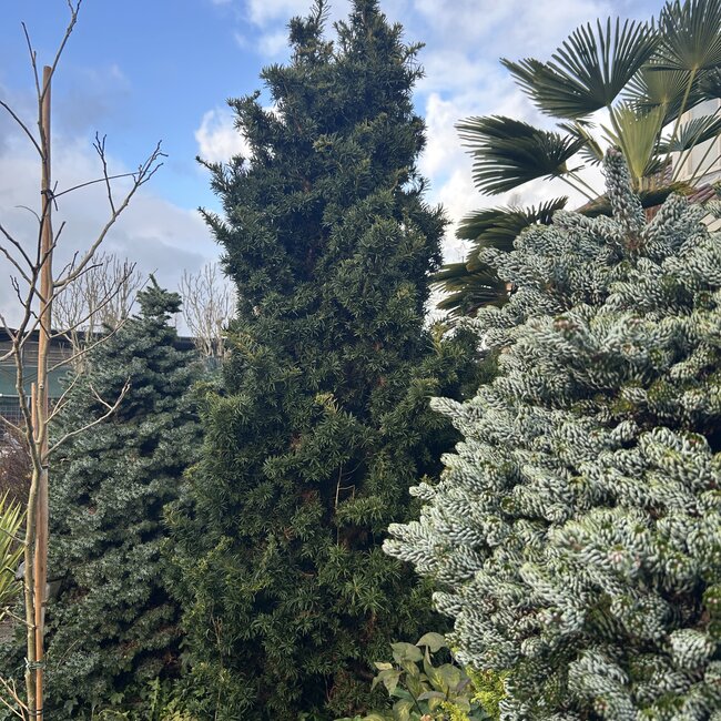 Taxus baccata 'Cristata'
