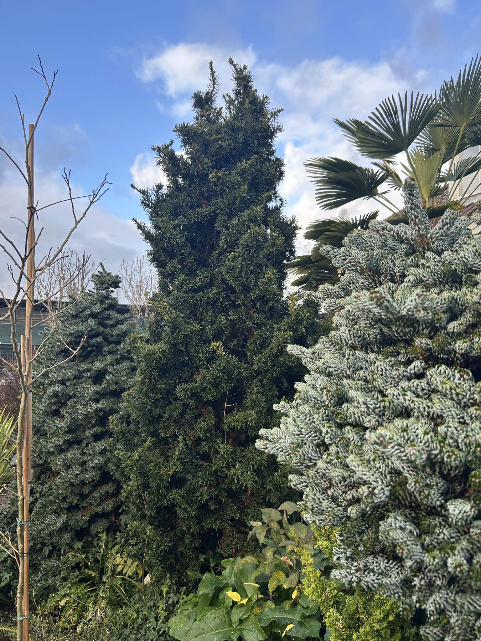 thuja smaragd 140-160 Thuja "Smaragd" (100-120 cm) im Topf