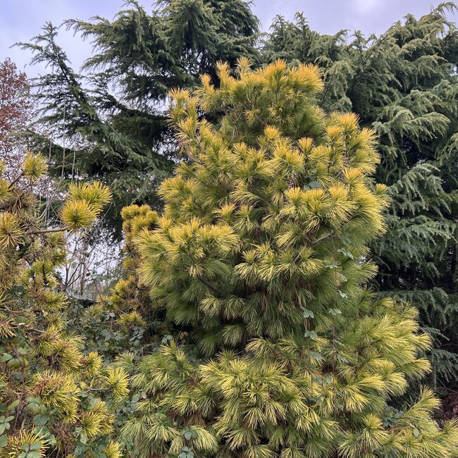 Pinus strobus 'Louis'