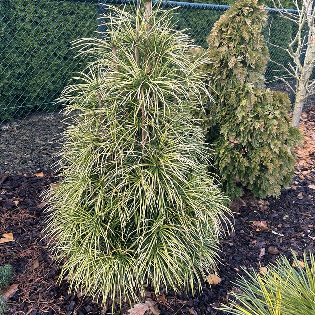 Sciadopitys verticillata 'Shine a Light'