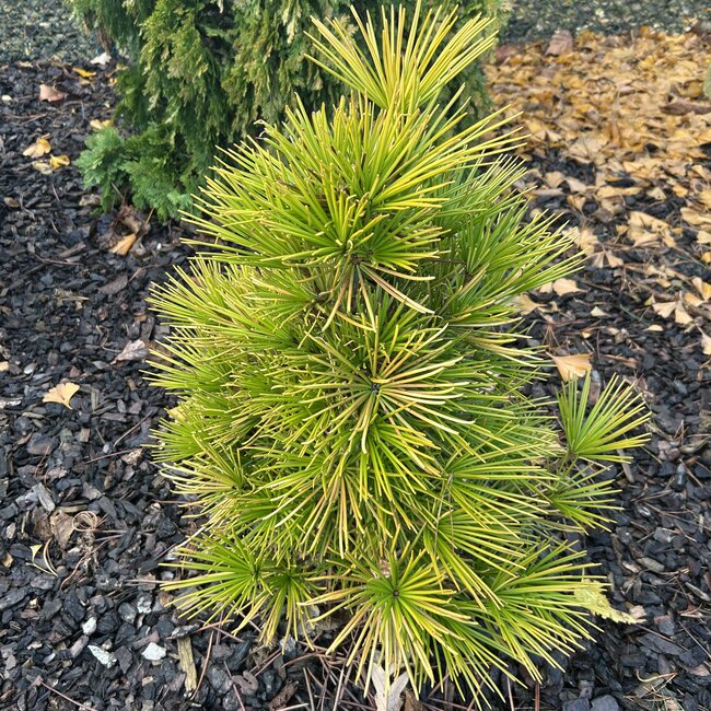 1 A. Sciadopitys (Japanse parasolden)