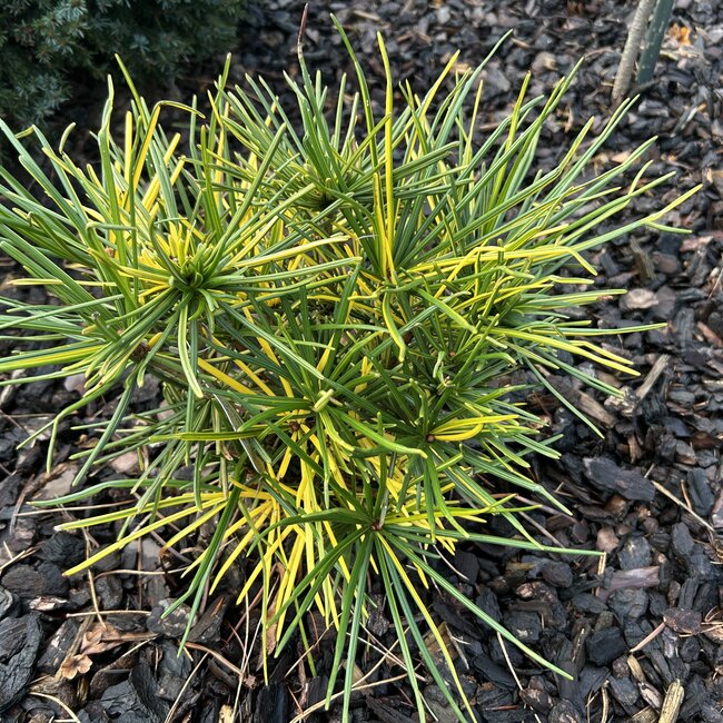 1 A. Sciadopitys (Japanse parasolden)