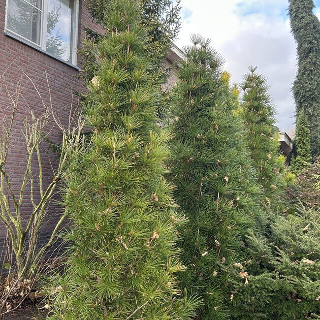 1 A. Sciadopitys (Japanse parasolden)