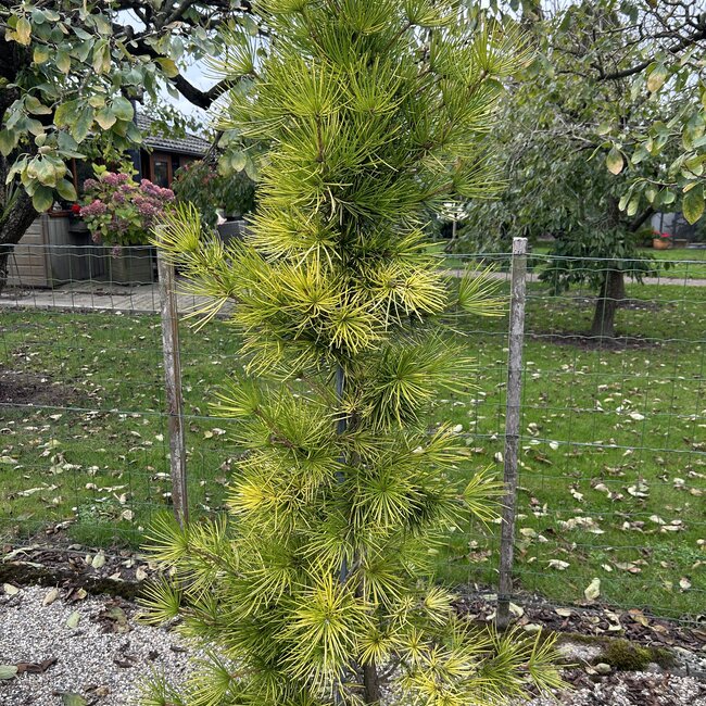 1 A. Sciadopitys (Japanse parasolden)