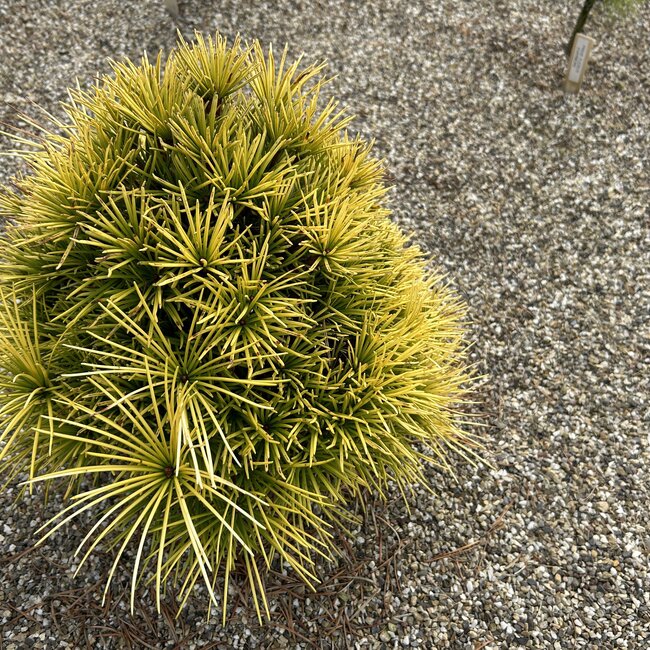 1 A. Sciadopitys (Japanse parasolden)