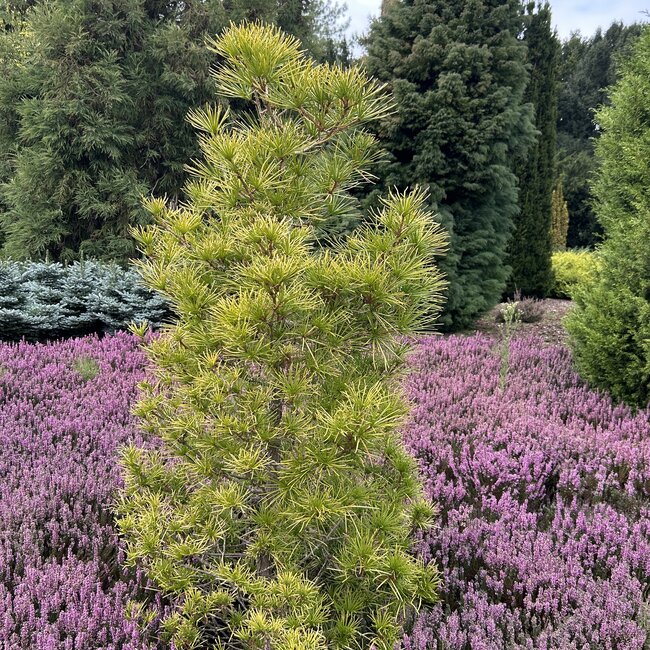 1 A. Sciadopitys (Japanse parasolden)