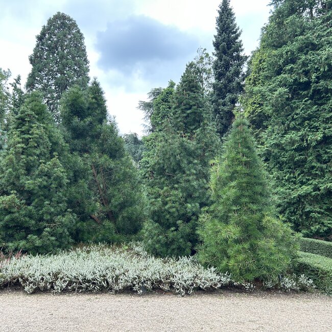 1 A. Sciadopitys (Japanse parasolden)