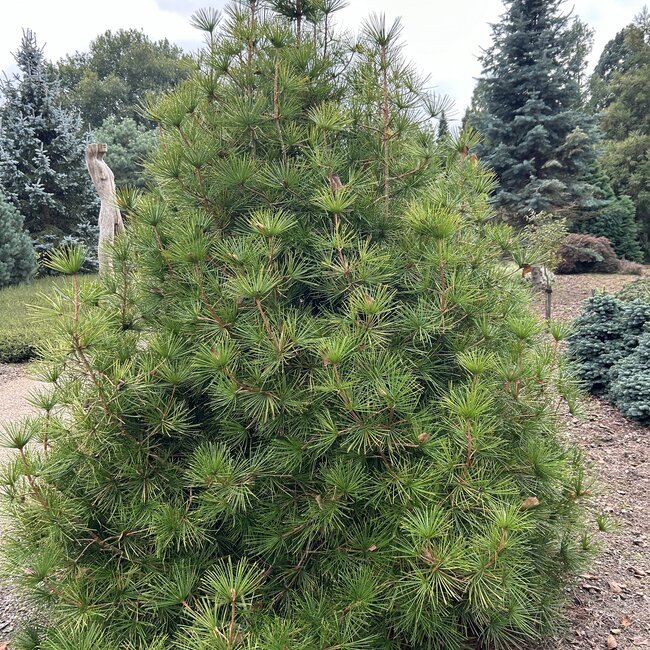 1 A. Sciadopitys (Japanse parasolden)