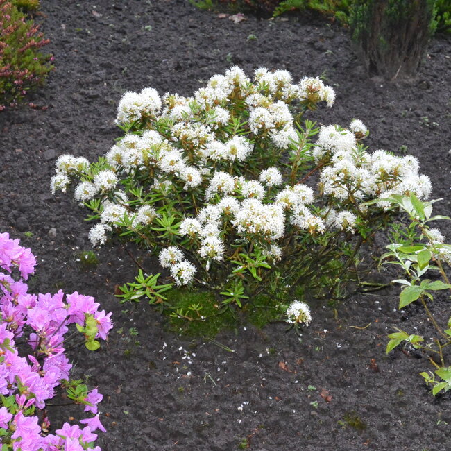 1 E. Kleurencombinaties in de tuin