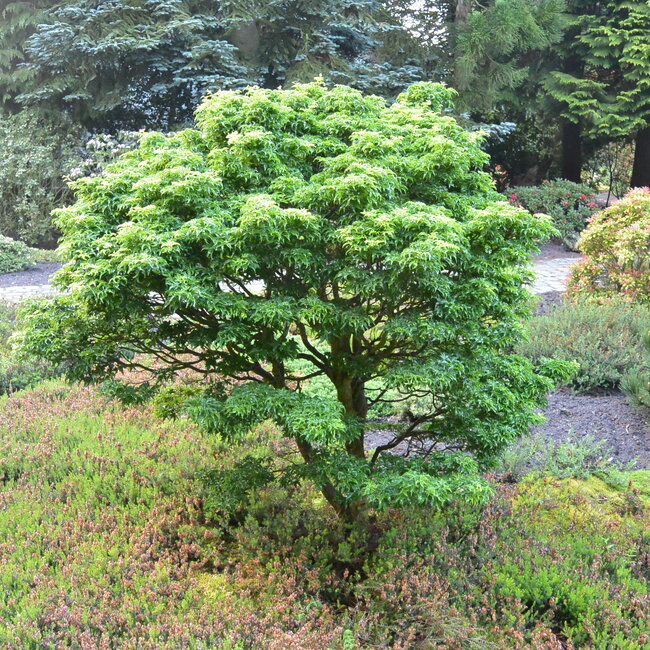1 E. Kleurencombinaties in de tuin