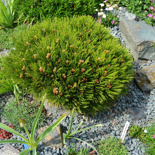 1 E. Kleurencombinaties in de tuin