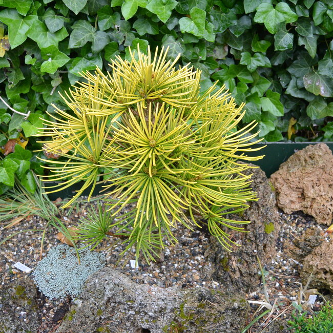 1 A. Sciadopitys (Japanse parasolden)