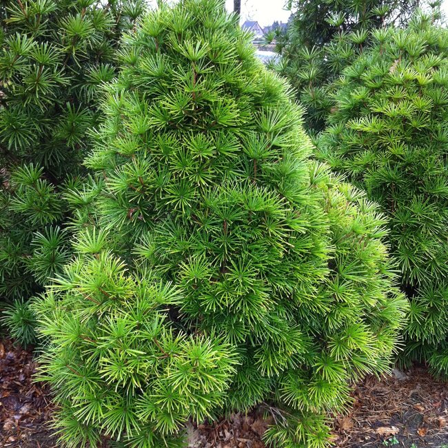 1 B. Sciadopitys (Japanse parasolden)