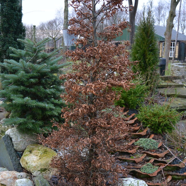 Fagus sylvatica sylvatica 'Mercedes' (beuk)