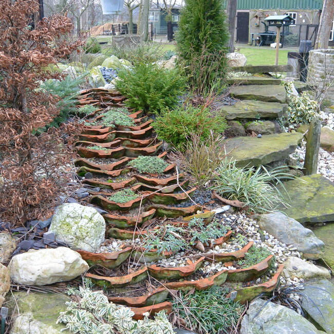 Fagus sylvatica sylvatica 'Mercedes' (beuk)