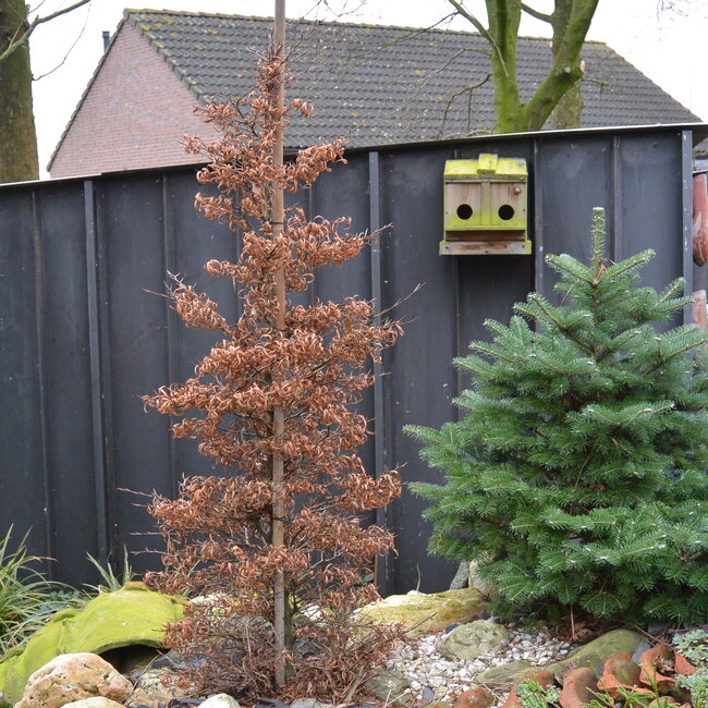 Fagus sylvatica sylvatica 'Mercedes' (beuk)