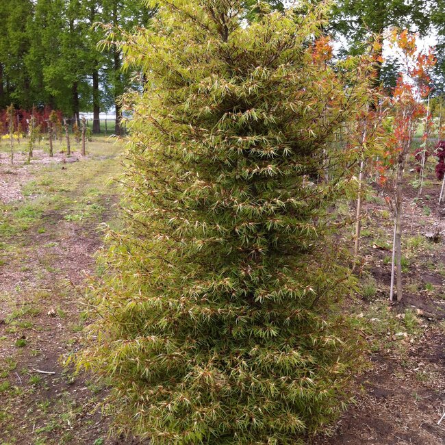 Fagus sylvatica sylvatica 'Mercedes' (beuk)