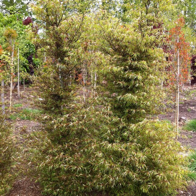 Fagus sylvatica sylvatica 'Mercedes' (beuk)