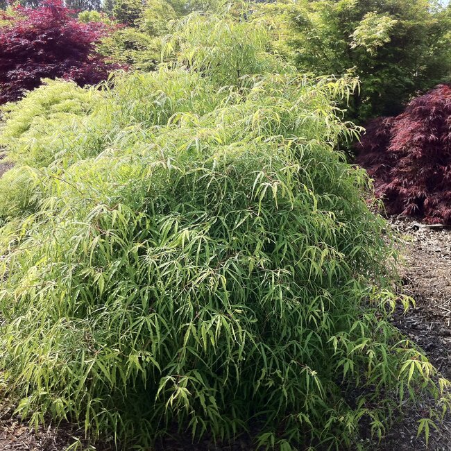 Fagus sylvatica sylvatica 'Mercedes' (beuk)