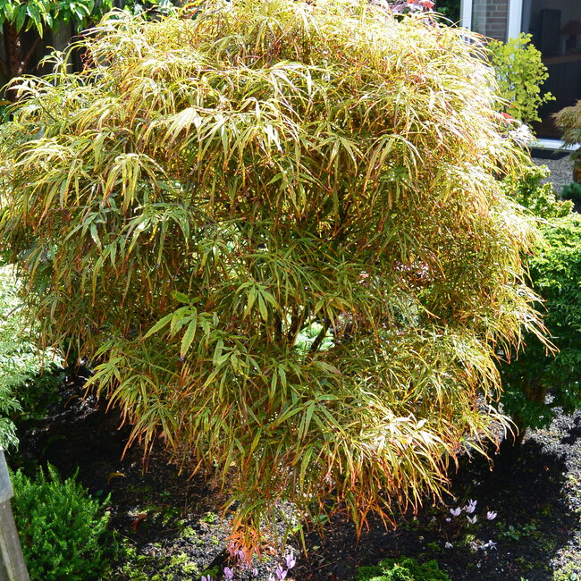 Fagus sylvatica sylvatica 'Mercedes' (beuk)