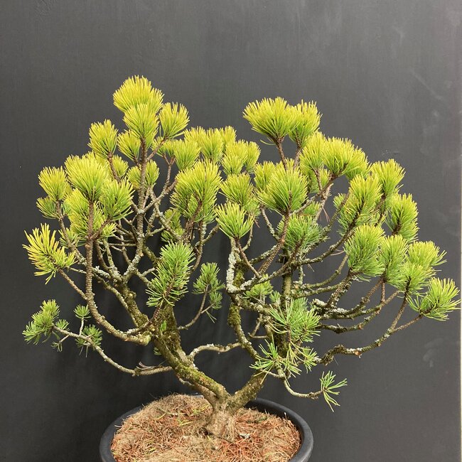 Pinus snoeien en vormen