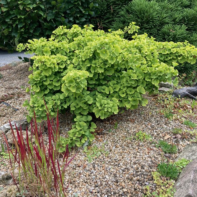 Ginkgo biloba en toepassing in de tuin