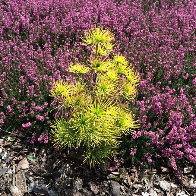 1 B. Sciadopitys (Japanse parasolden)