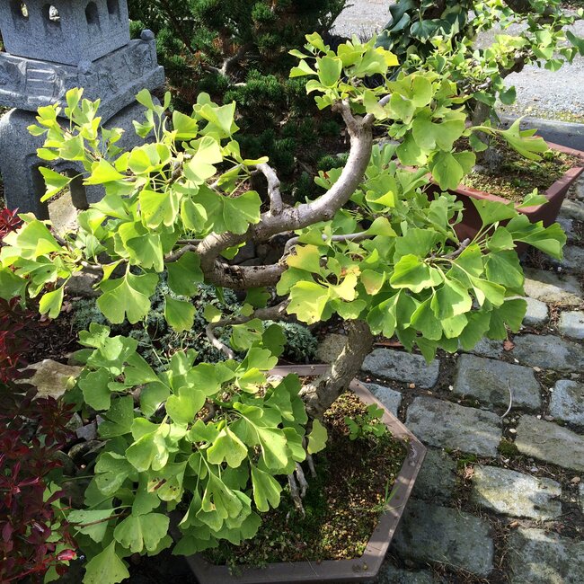 Inspiratietuin met Japanse accenten Deel 2