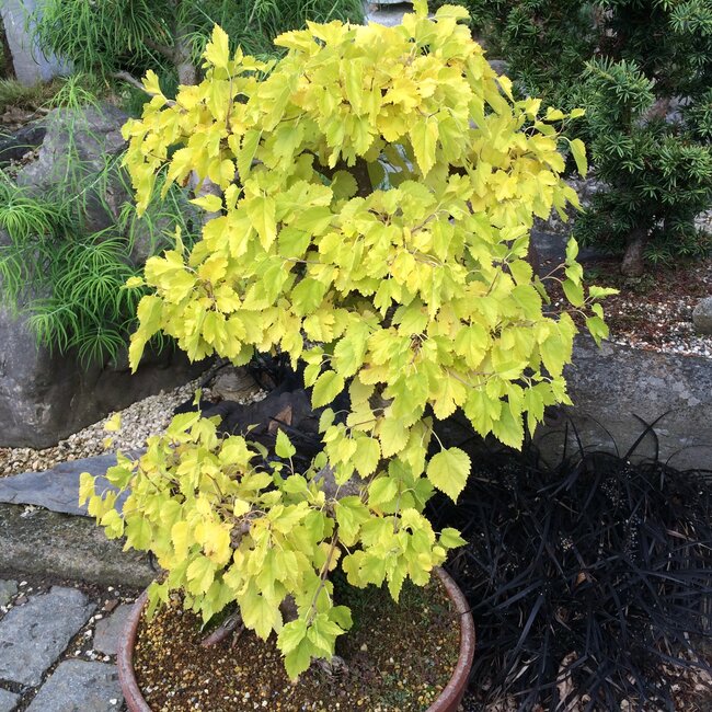 Inspiratietuin met Japanse accenten Deel 2