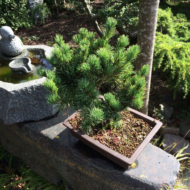 Inspiratietuin met Japanse accenten Deel 2