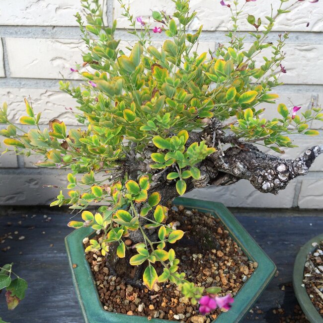 Inspiratietuin met Japanse accenten Deel 2