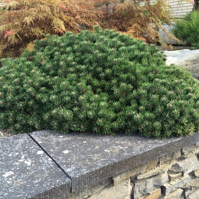 Inspiratietuin met Japanse accenten Deel 2