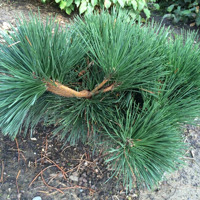 Inspiratietuin met Japanse accenten Deel 2