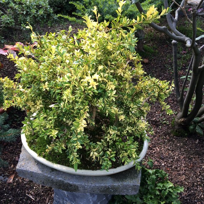 Inspiratietuin met Japanse accenten Deel 2