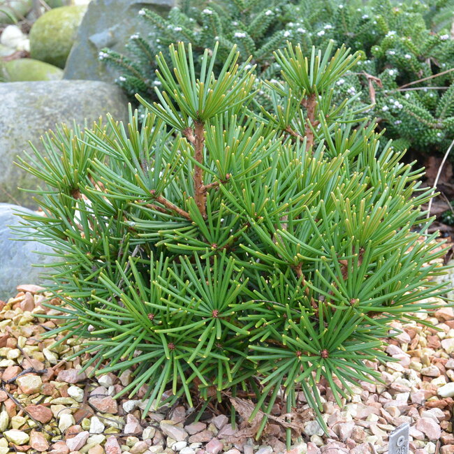 1 B. Sciadopitys (Japanse parasolden)