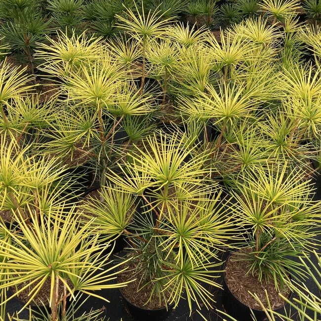 1 B. Sciadopitys (Japanse parasolden)