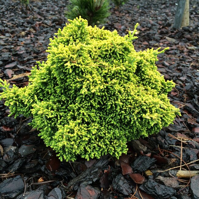 Chamaecyparis obtusa