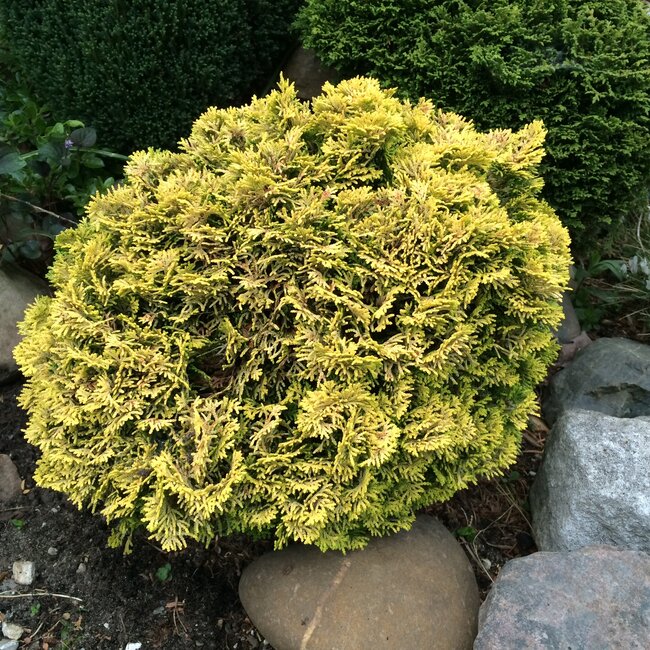 Chamaecyparis obtusa