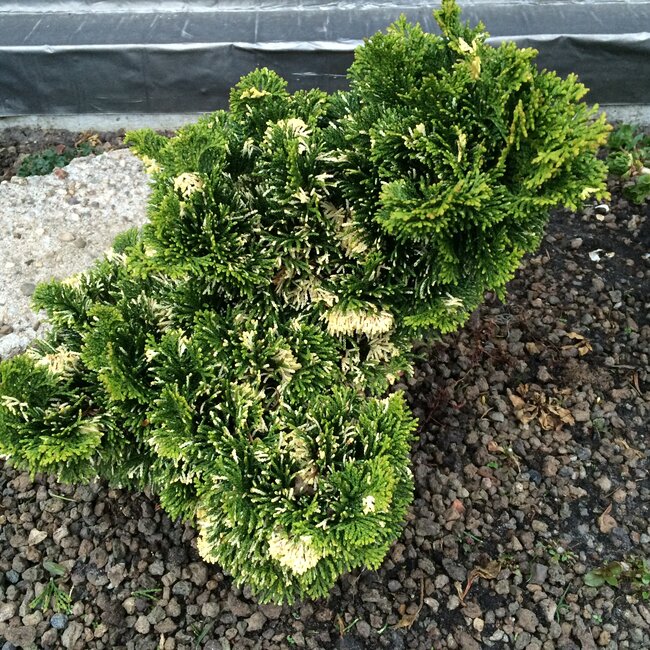 Chamaecyparis obtusa