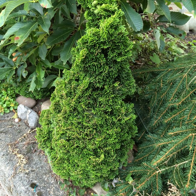 Chamaecyparis obtusa