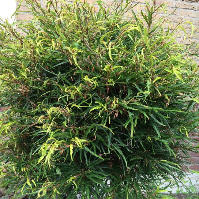 Fagus sylvatica sylvatica 'Mercedes' (beuk)