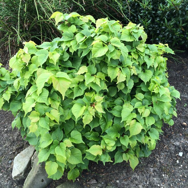 Tilia cordata 'Komsta' Dwerglinde