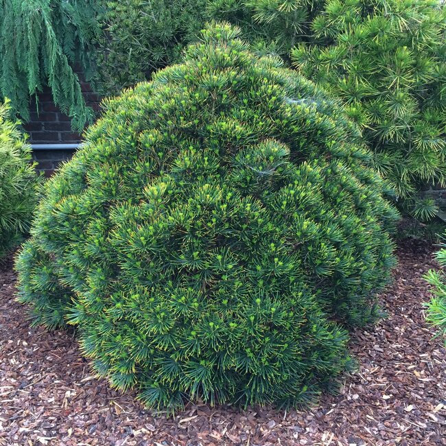 1 B. Sciadopitys (Japanse parasolden)