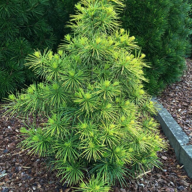 1 B. Sciadopitys (Japanse parasolden)