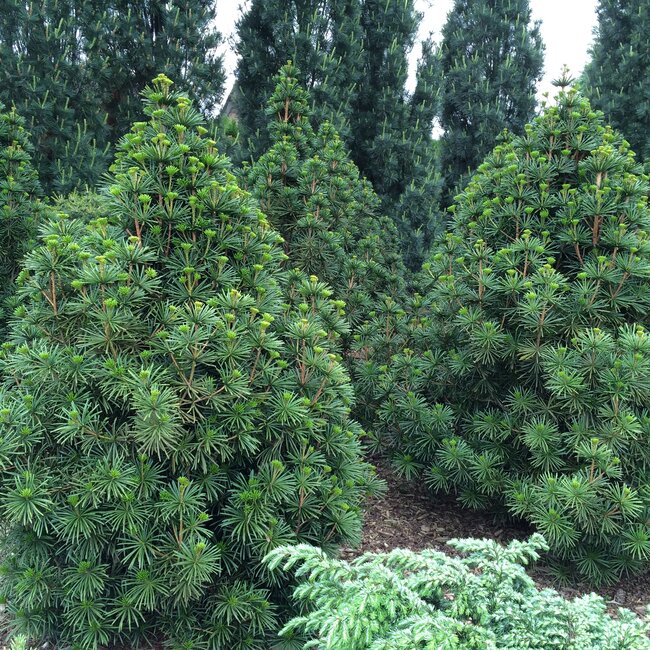 1 B. Sciadopitys (Japanse parasolden)