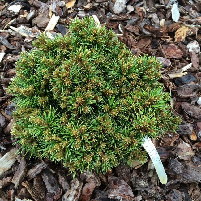 Pinus parviflora cultivars