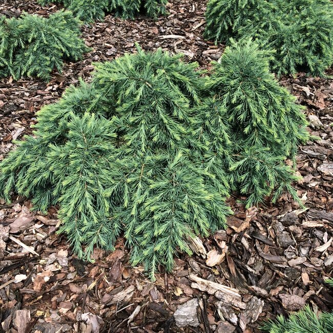 Cedrus libani