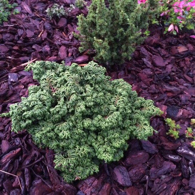 Chamaecyparis obtusa