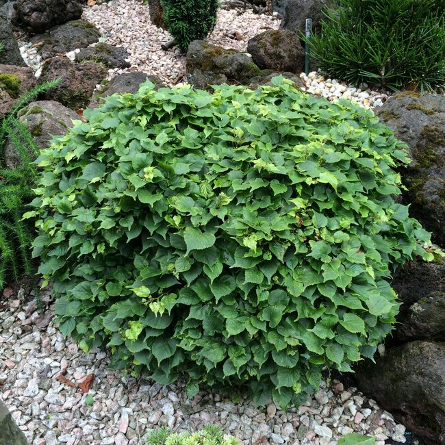 Tilia cordata 'Komsta' Dwerglinde
